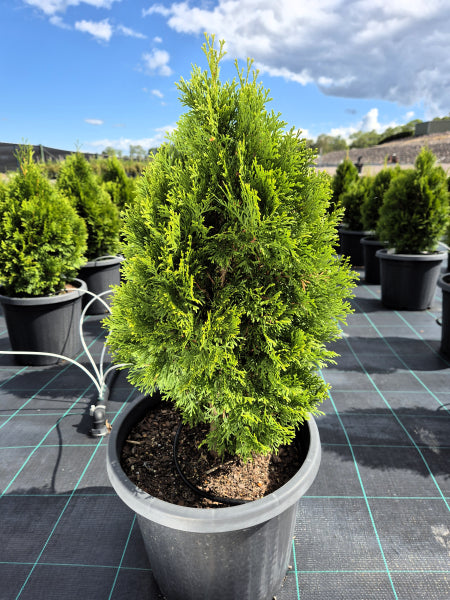 Thuja Smaragd