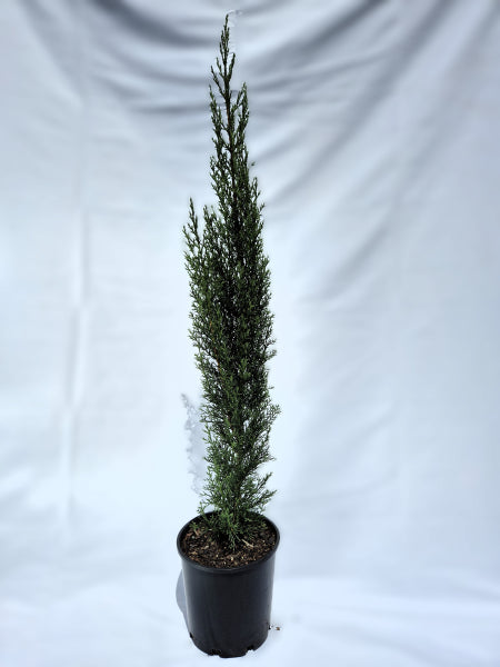 Cupressus sempervirens Glauca