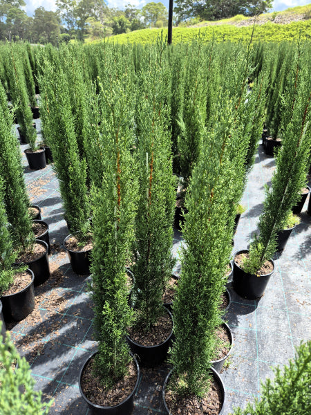 Cupressus sempervirens Glauca