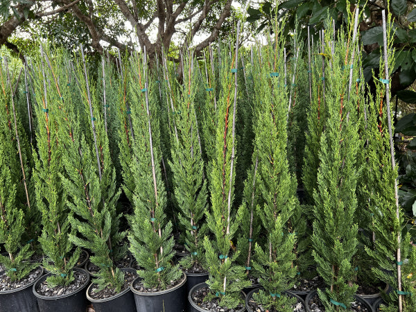 Cupressus sempervirens Glauca