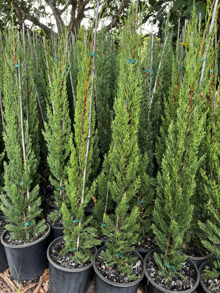 Cupressus sempervirens Glauca