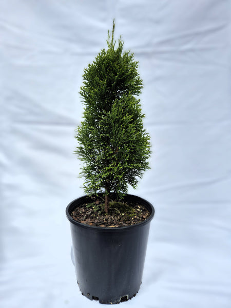 Thuja occidentalis Smaragd