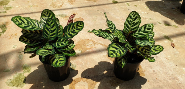 Calathea makoyana