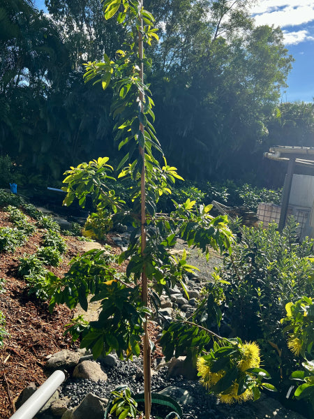 Xanthostemon chrysanthus