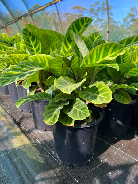 Calathea zebrina