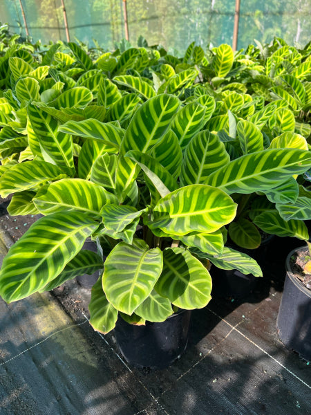 Calathea zebrina