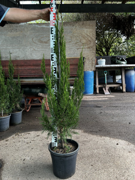 Juniperus chinensis Spartan