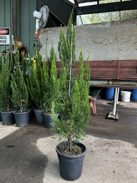 Juniperus chinensis Spartan