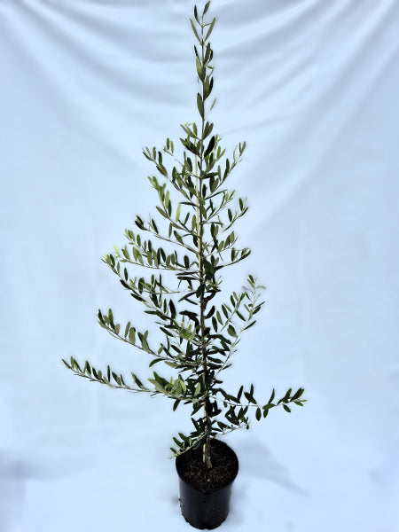 Olive Olea europaea Frantoio