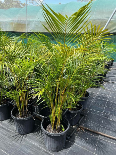 Dypsis lutescens - Golden Cane Palm Tree