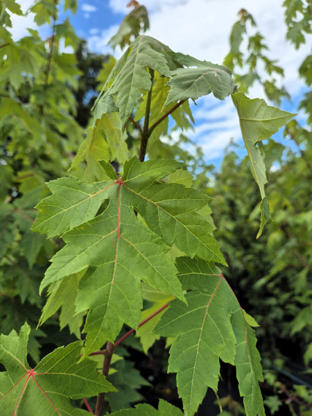 Maple Tree - Jeffersred Autumn Blaze