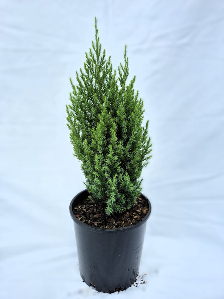 Juniperus chinensis Pyramidalis