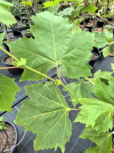 Platanus x acerifolia - Platanor Vallis Clausa