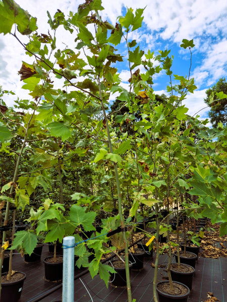 Platanus x acerifolia - Platanor Vallis Clausa