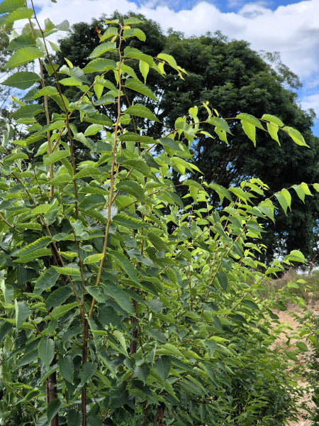 Zelkova serrata - Green Vase