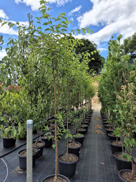 Zelkova serrata - Green Vase