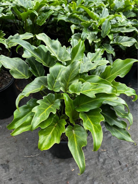 Philodendron Xanadu