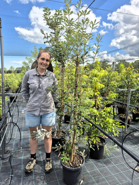 Banksia integrifolia