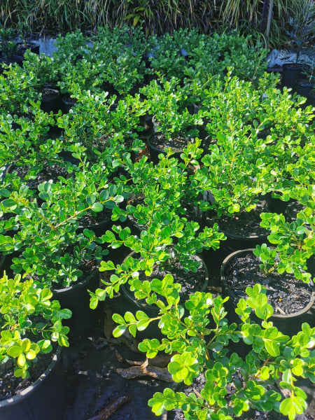 Buxus microphylla japonica