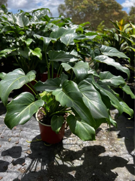 Philodendron Xanadu