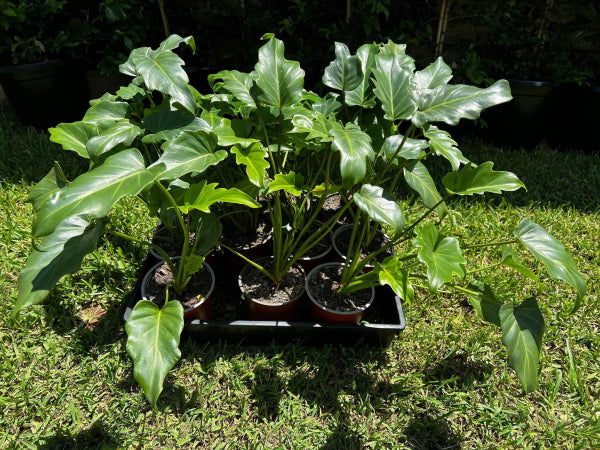 Philodendron Xanadu