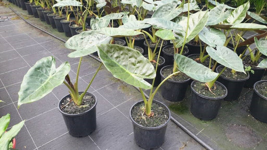 Alocasia wentii