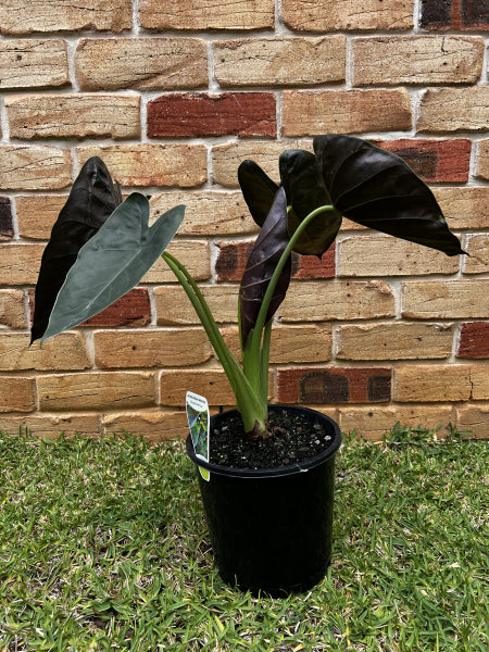 Alocasia wentii