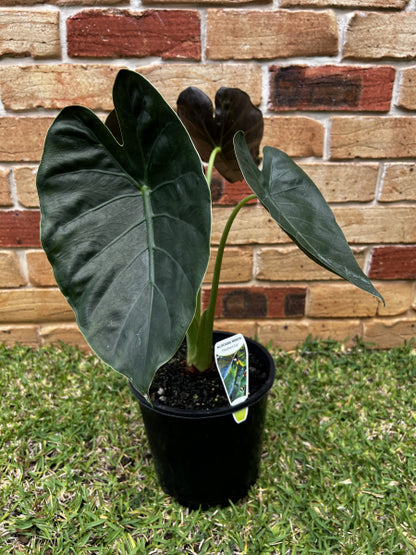 Alocasia wentii