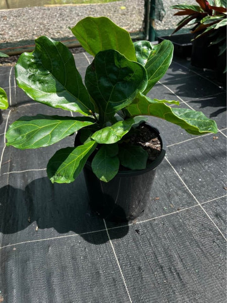 Ficus lyrata