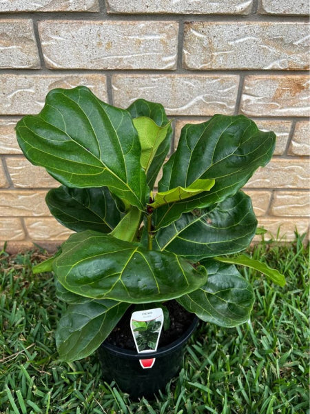 Ficus lyrata