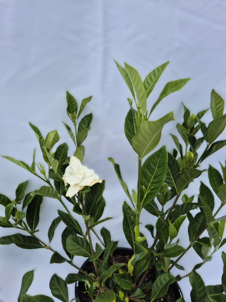 Gardenia augusta Florida