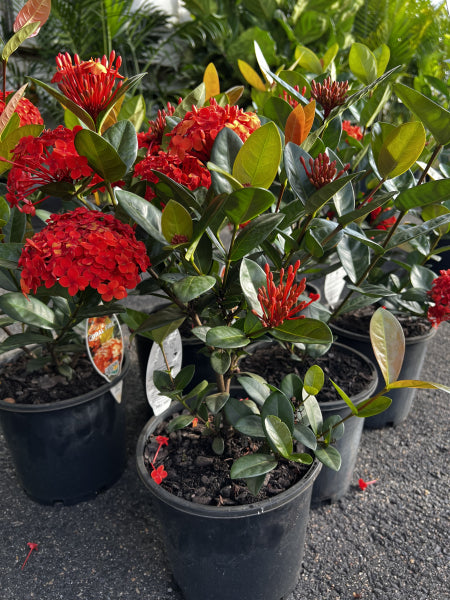 Ixora Coral Fire