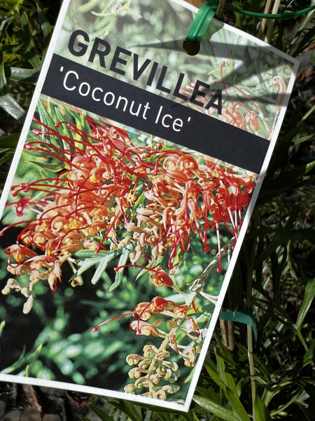 Grevillea Coconut Ice