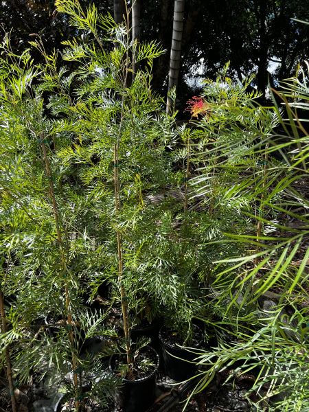 Grevillea Coconut Ice