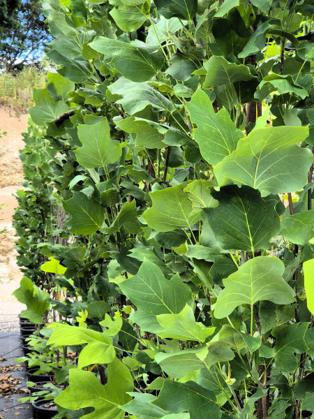 Upright Tulip Tree - Fastigiata