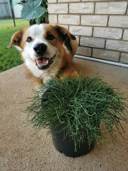 Casuarina glauca Cousin It