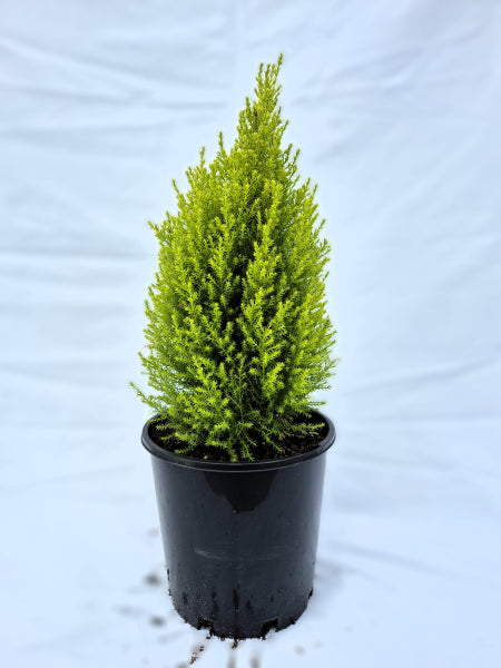 Cupressus macrocarpa Lemon Scent