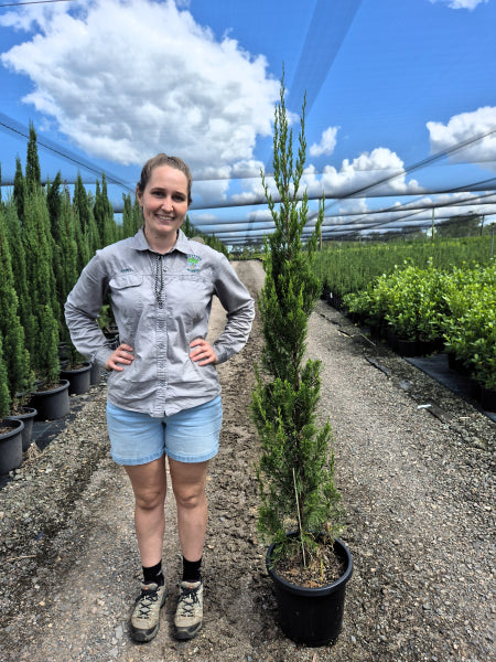 Juniperus chinensis Spartan