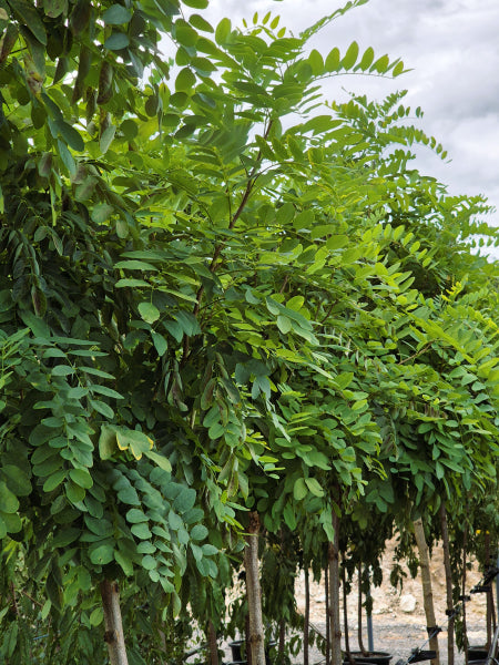 Robinia - Mop Top - Standard