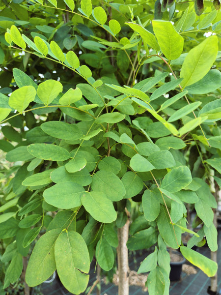 Robinia - Mop Top - Standard