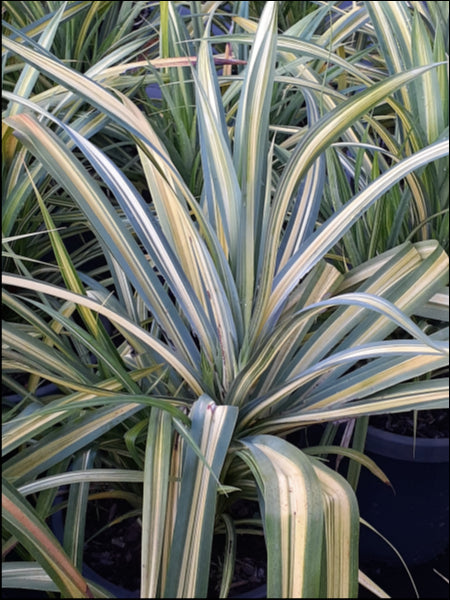 Pandanus baptistii variegated