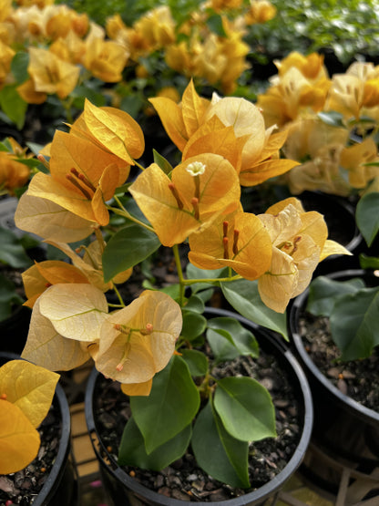 Bougainvillea Bambino