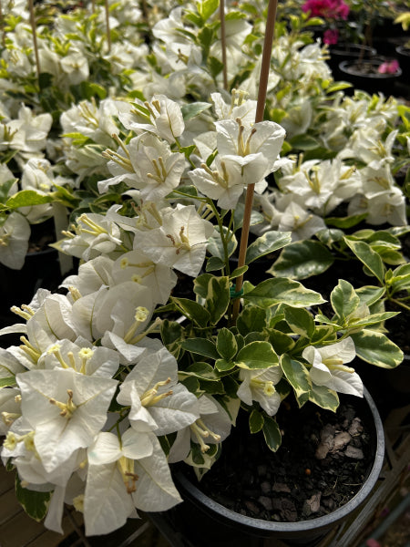 Bougainvillea Bambino