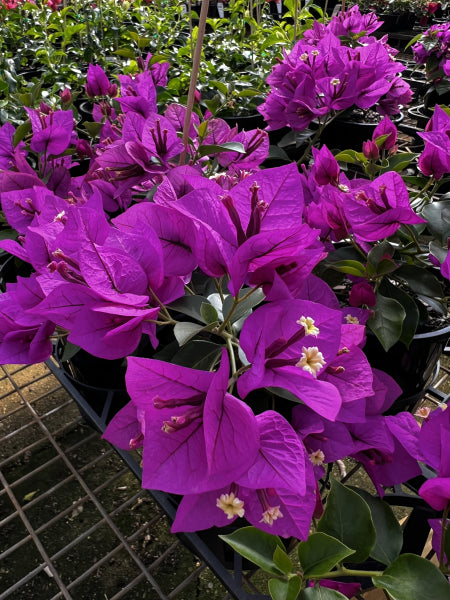 Bougainvillea Bambino