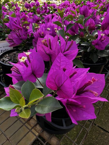 Bougainvillea Bambino