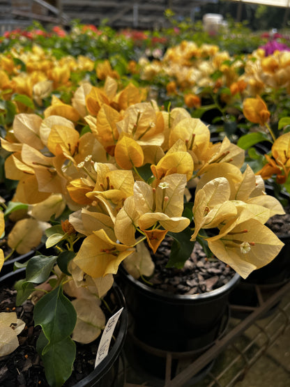 Bougainvillea Bambino