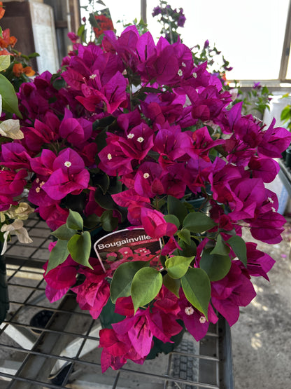 Bougainvillea Bambino