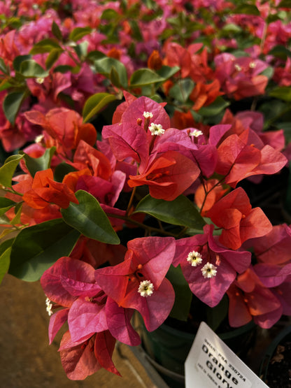 Bougainvillea Assorted