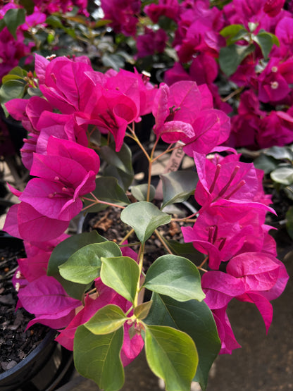 Bougainvillea Assorted