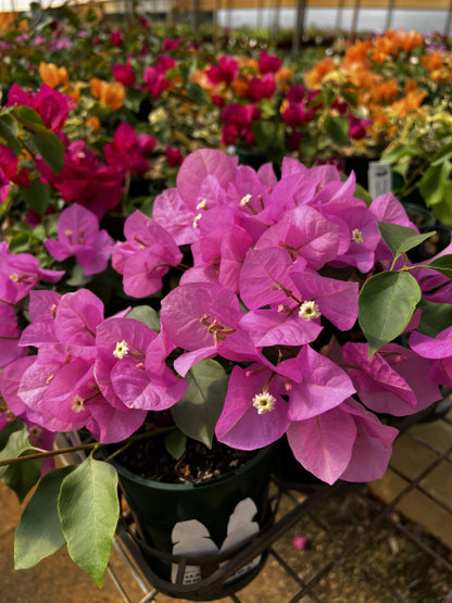 Bougainvillea Assorted